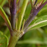 Knoxia spicata (Thwaites ex Trimen) Ridsdale